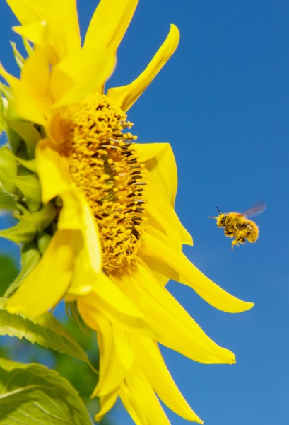 Quali minacce affrontano le api? 20 maggio, giornata mondiale delle api